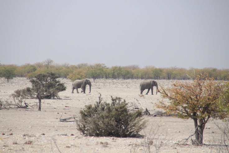 Dust & Dishelvement III – Etosha National Park