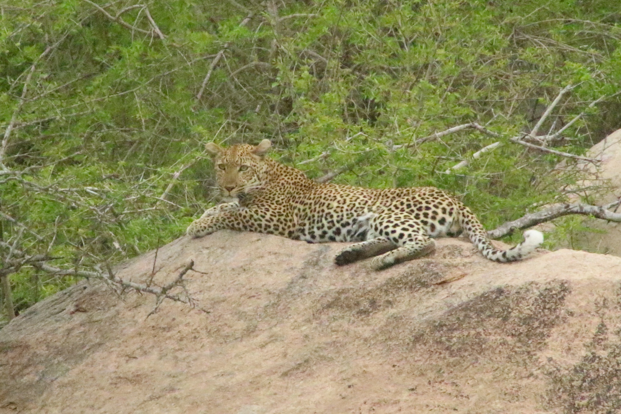Truck Day 18 – Kruger National Park