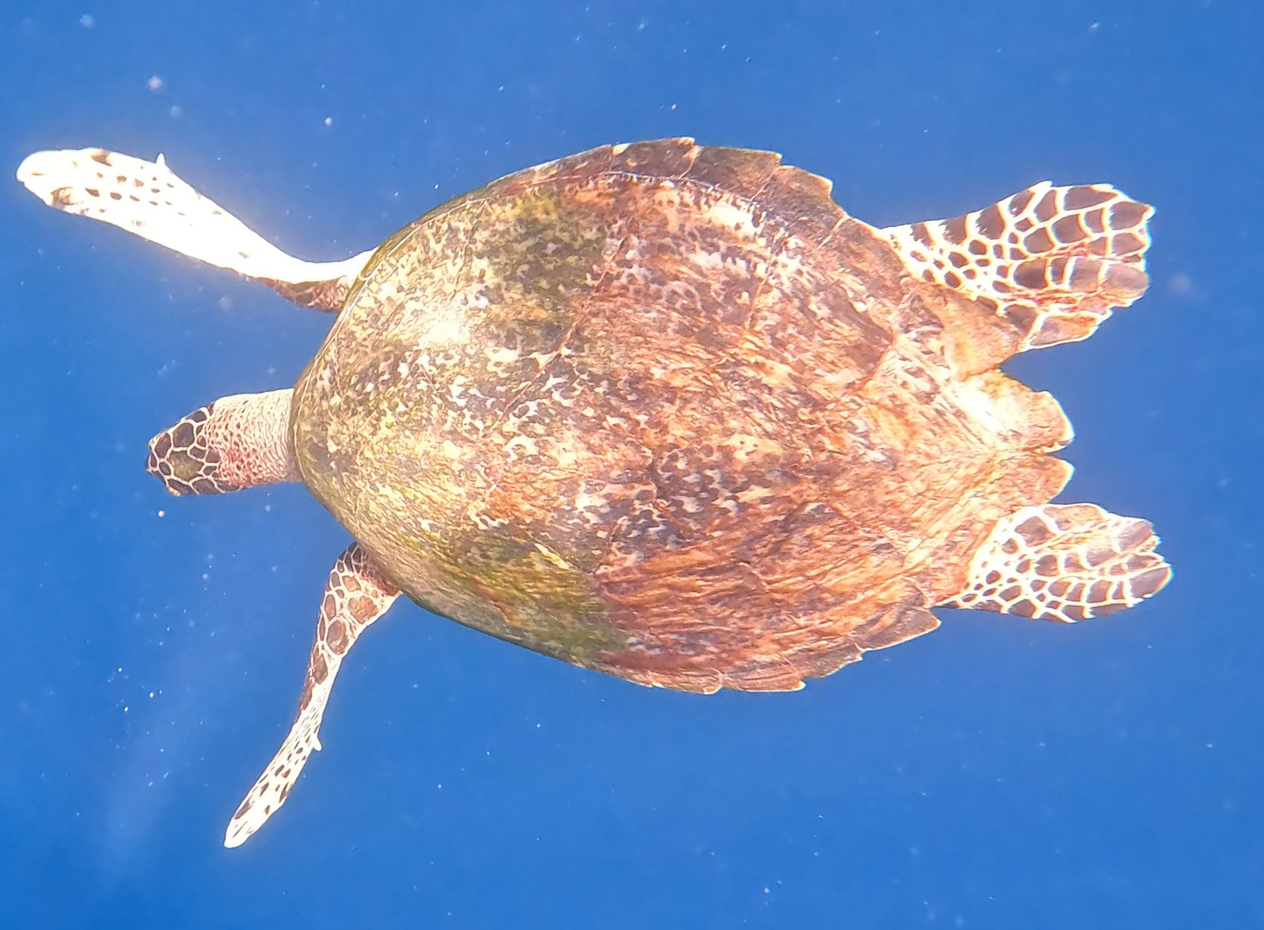 Panglao Snorkelling